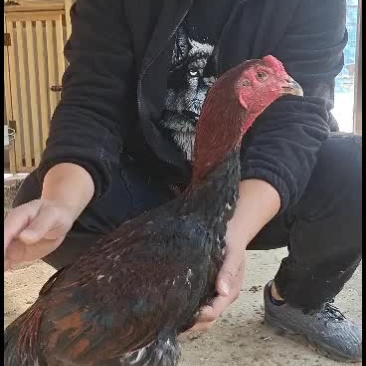 各种斗鸡斗鸡斗鸡苗斗鸡蛋大量现货价格优惠