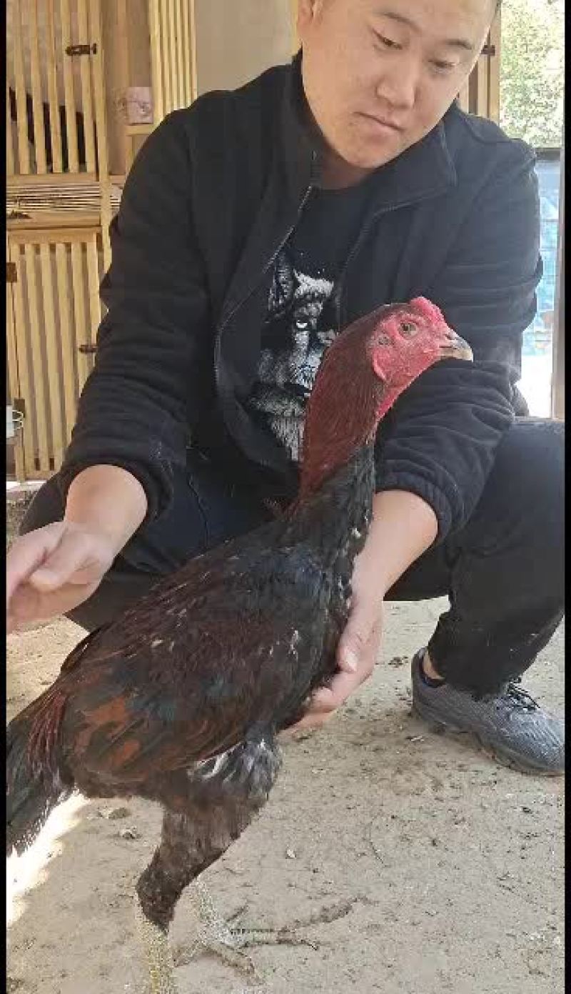 各种斗鸡斗鸡斗鸡苗斗鸡蛋大量现货价格优惠