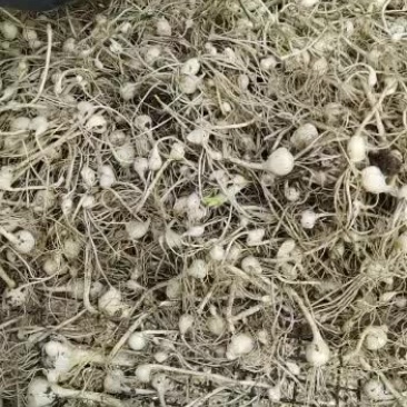 小根蒜上市了！需要的联系！