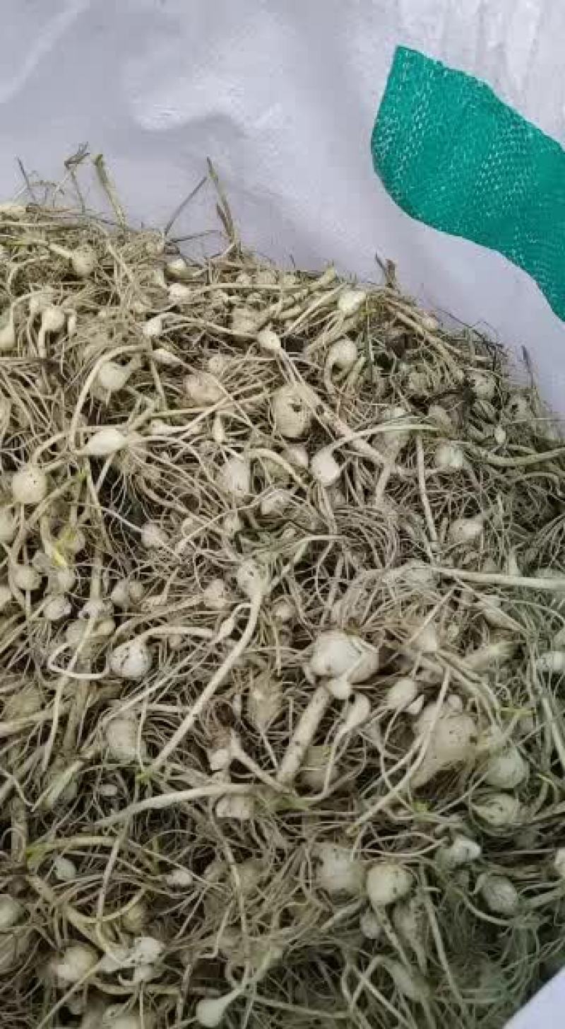 小根蒜上市了！需要的联系！