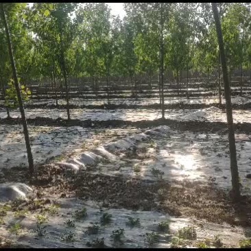 苹果嫁接苗桃树实生苗梨树苗，杨树107.白腊苗国槐树苗。