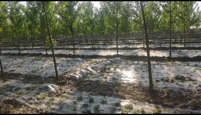 苹果嫁接苗桃树实生苗梨树苗，杨树107.白腊苗国槐树苗。