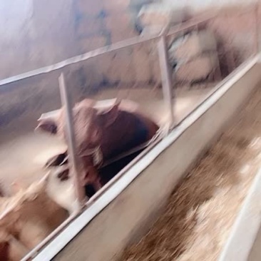 代办牛驴骡马各种肉用