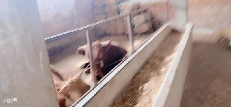 代办牛驴骡马各种肉用