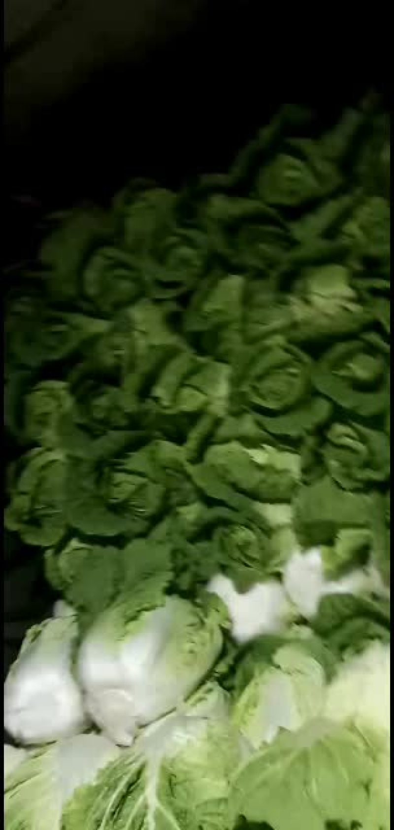 黄心白菜，产地直销，专供超市，