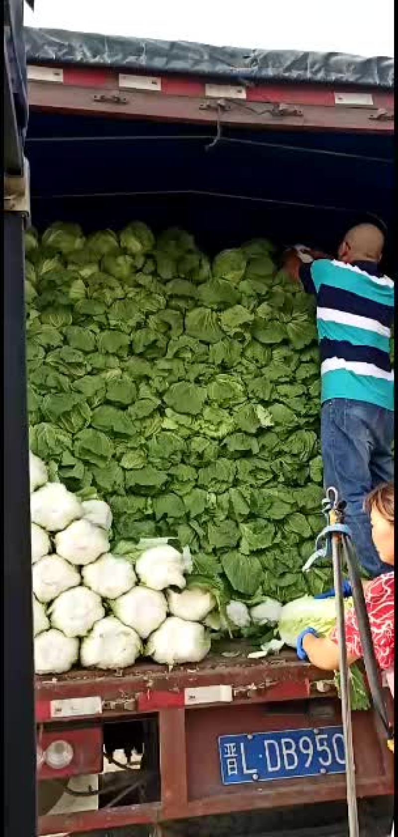 黄心白菜，产地直销，专供超市，