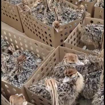 鸵鸟苗自养自销，支持视频选货