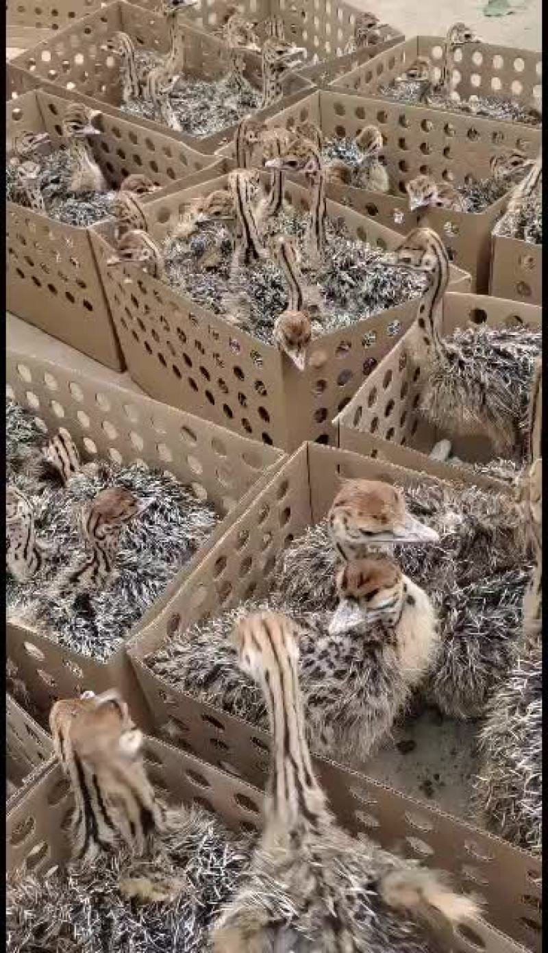 鸵鸟苗自养自销，支持视频选货