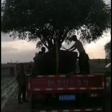 洛阳红，白色红色，紫色，深黑色深紫色深蓝色，单层，千层