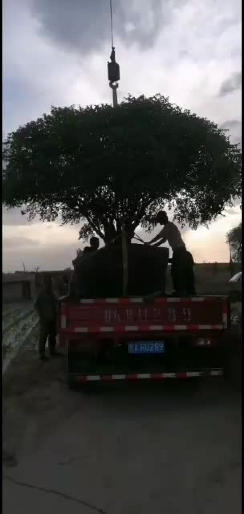 洛阳红，白色红色，紫色，深黑色深紫色深蓝色，单层，千层