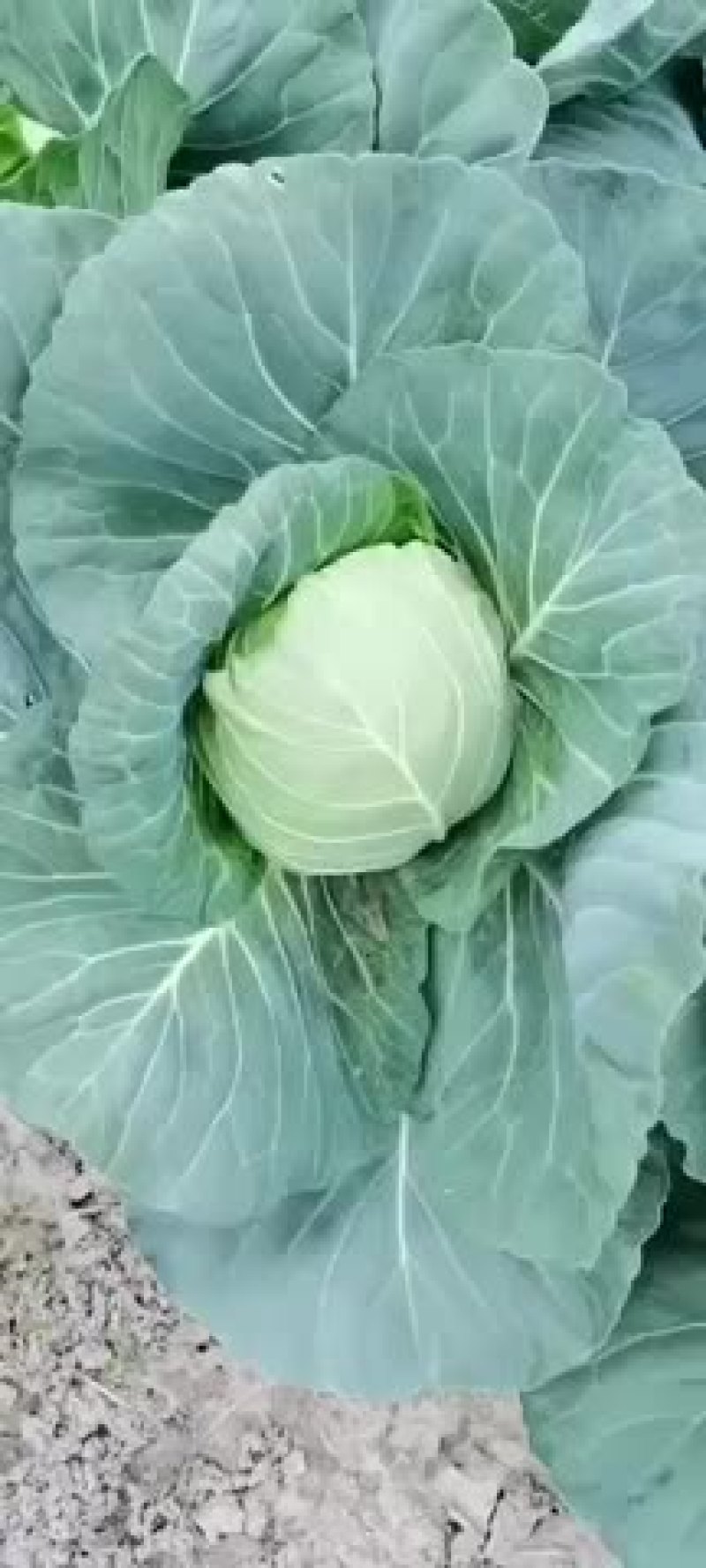 精品甘蓝菜