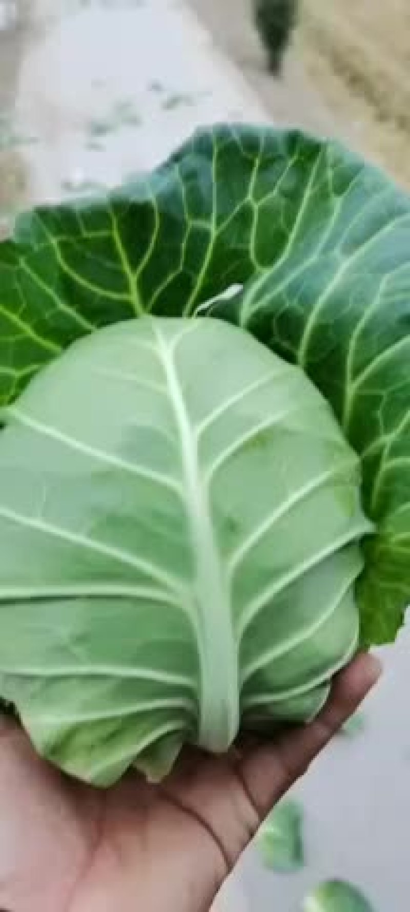 精品甘蓝菜