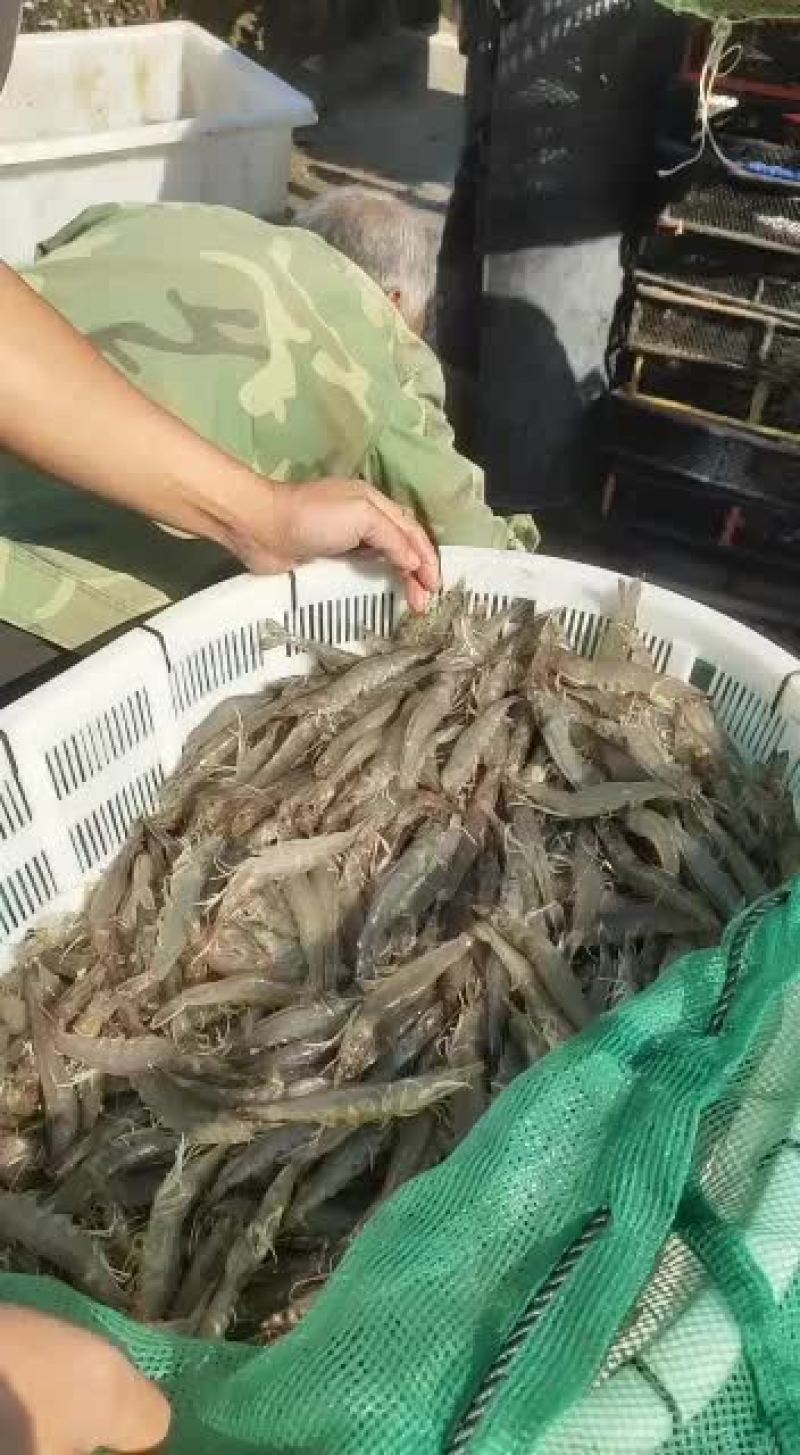 南美对虾欢迎新老客户订购。