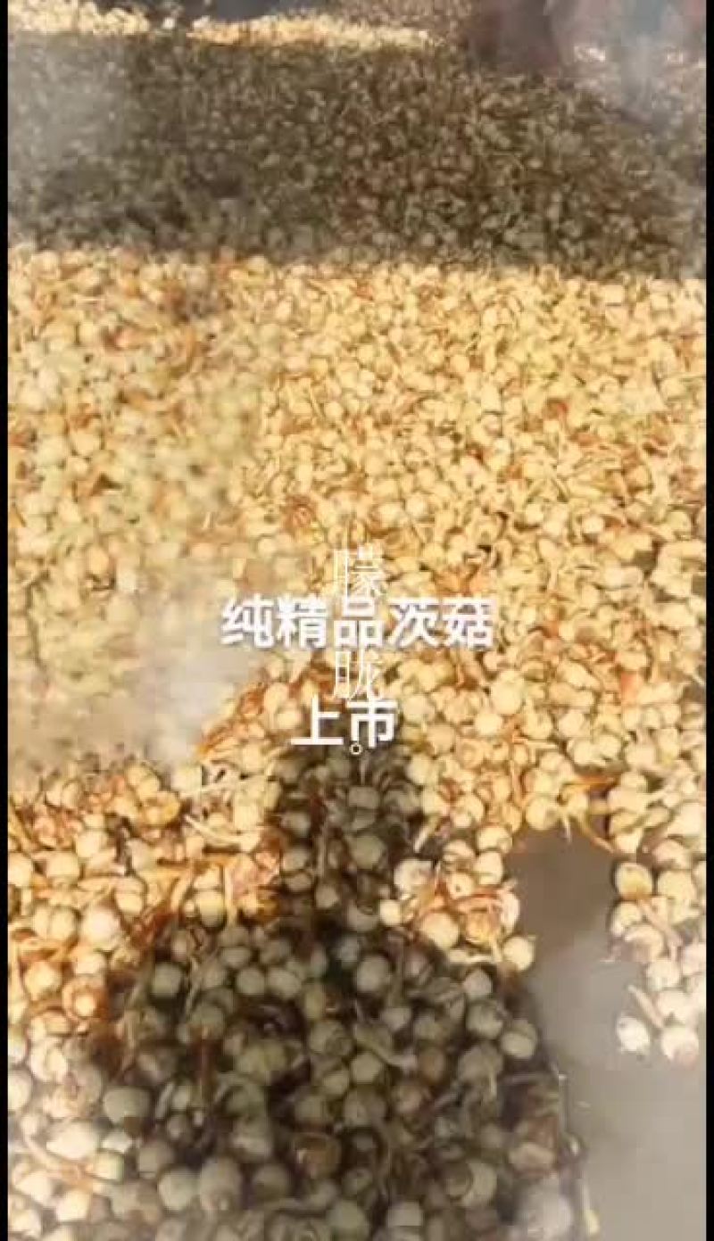 彭志飞茨菇马蹄茭白产地直销
