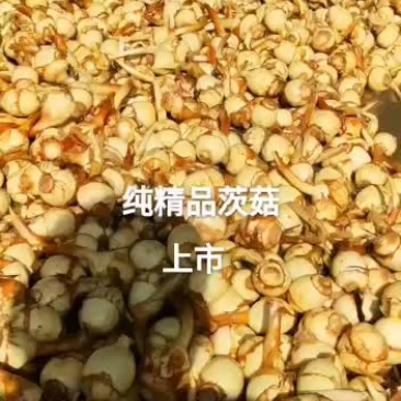 彭志飞茨菇马蹄茭白产地直销