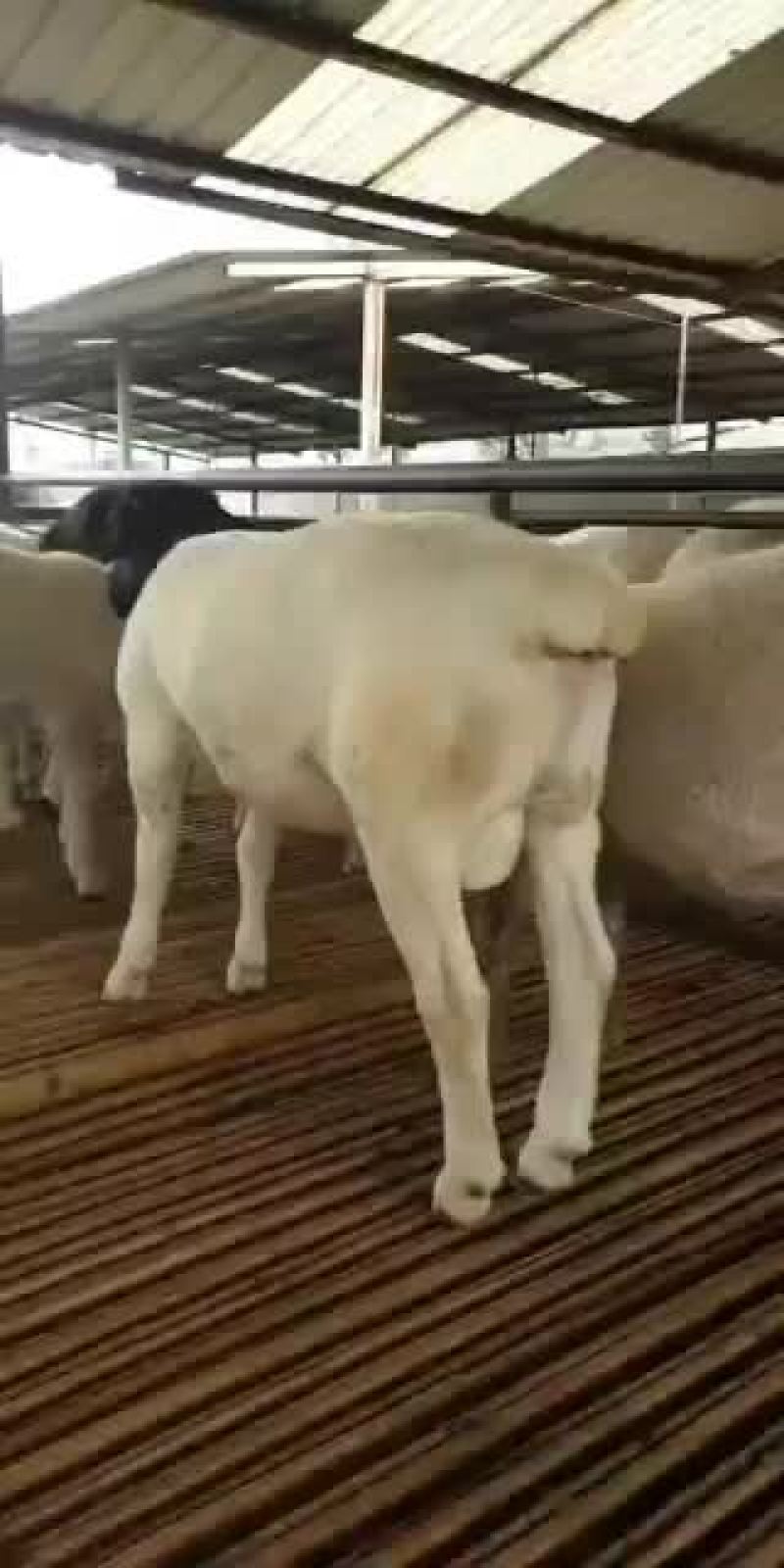 杜伯母羊保质保量免费送货支持货到付款