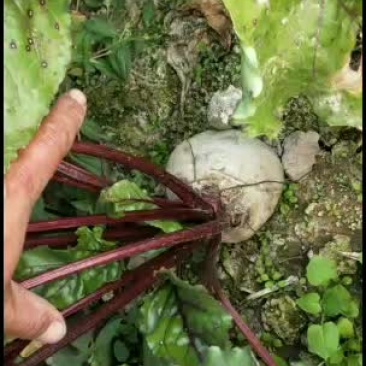 徐州精品红甜菜根品质优等级分选价格让农户客商满意