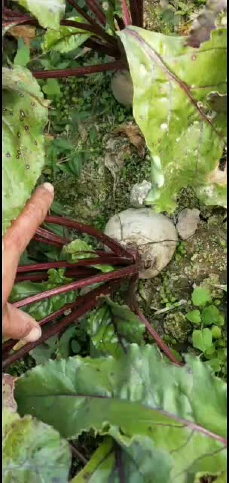 徐州精品红甜菜根品质优等级分选价格让农户客商满意