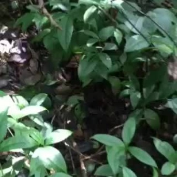 广西的野生草珊瑚原生态草药