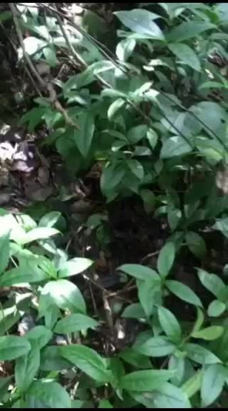 广西的野生草珊瑚原生态草药