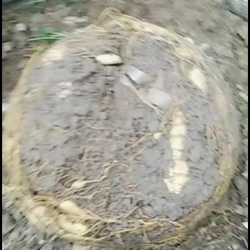 、盘根问底，专门出售地苦胆种种子，一手货源，包种包收。