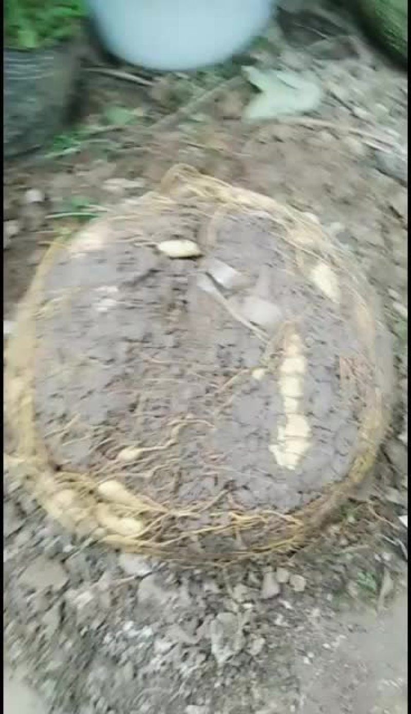 、盘根问底，专门出售地苦胆种种子，一手货源，包种包收。