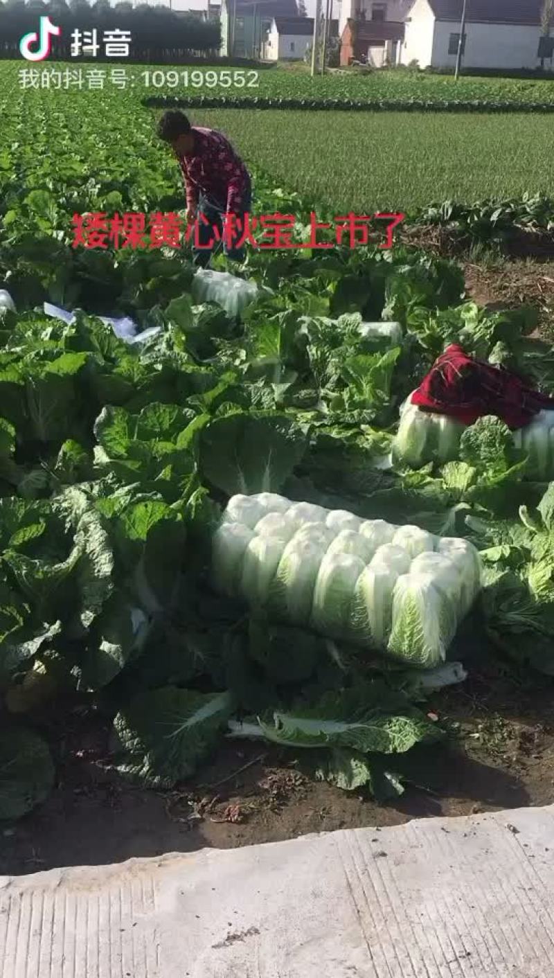 正中矮棵黄心秋宝大白菜