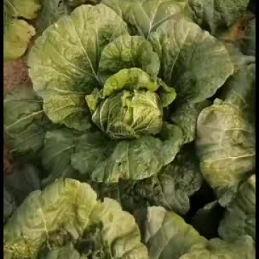 黄心白菜大量上市玲珑黄心白菜