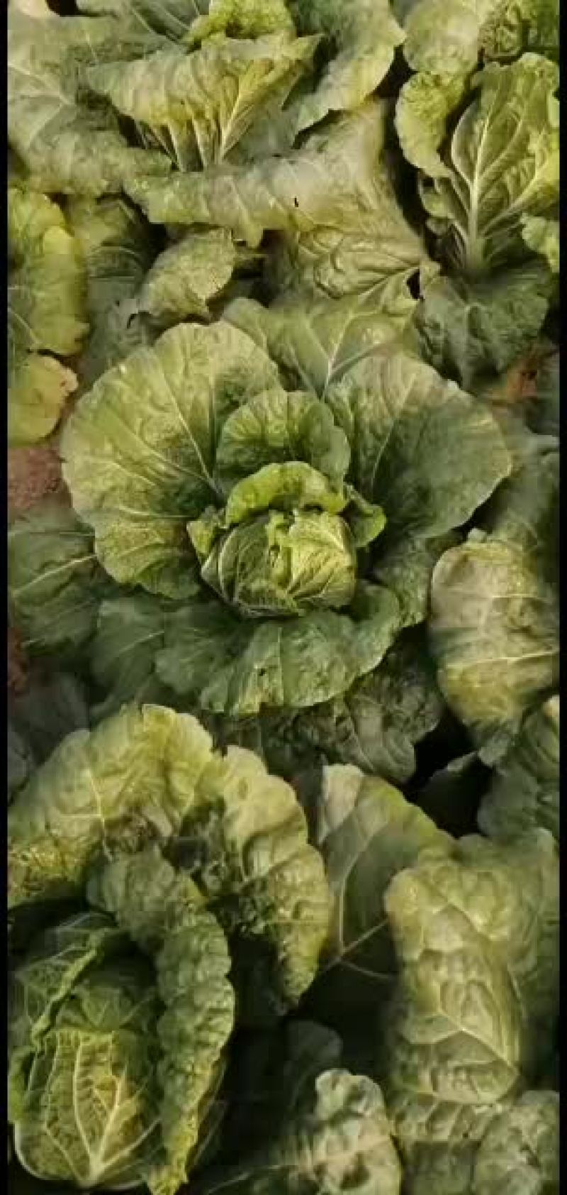 黄心白菜大量上市玲珑黄心白菜