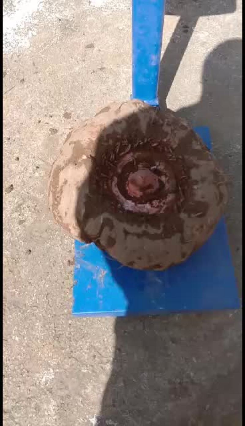 大量出售商品魔芋，一代魔芋种子。二代魔芋种子