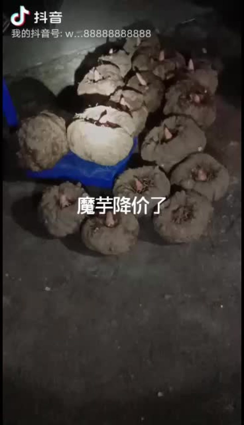 大量出售商品魔芋，一代魔芋种子。二代魔芋种子