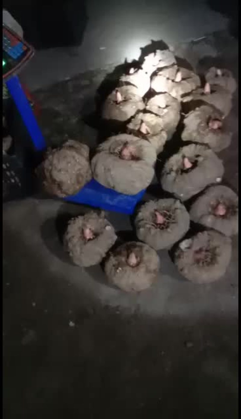 大量出售商品魔芋，一代魔芋种子。二代魔芋种子