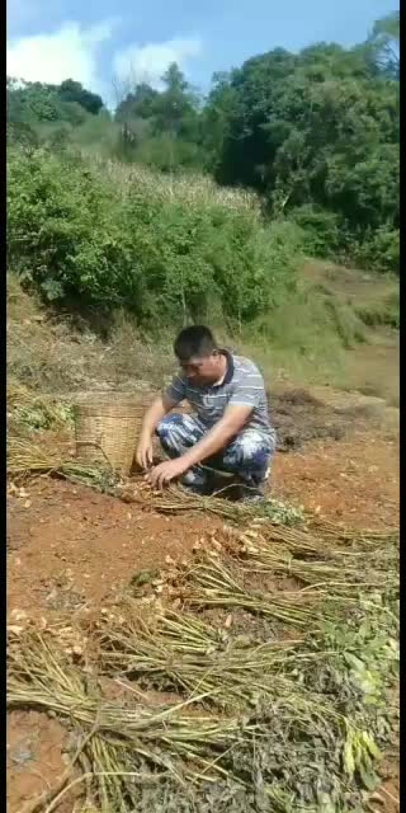 普洱高山民族种植七彩花生，