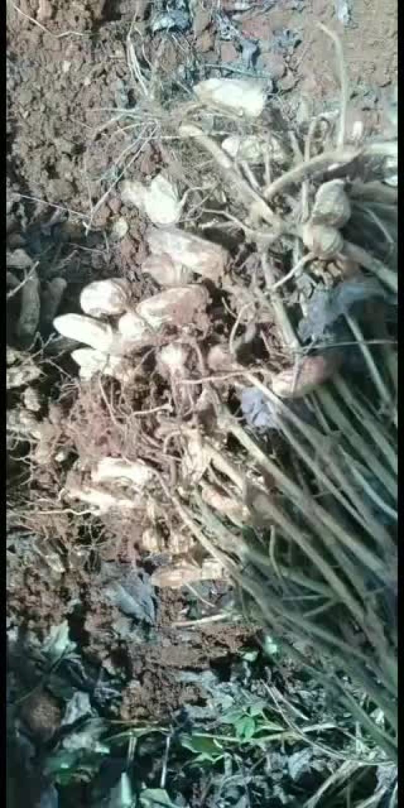 普洱高山民族种植七彩花生，