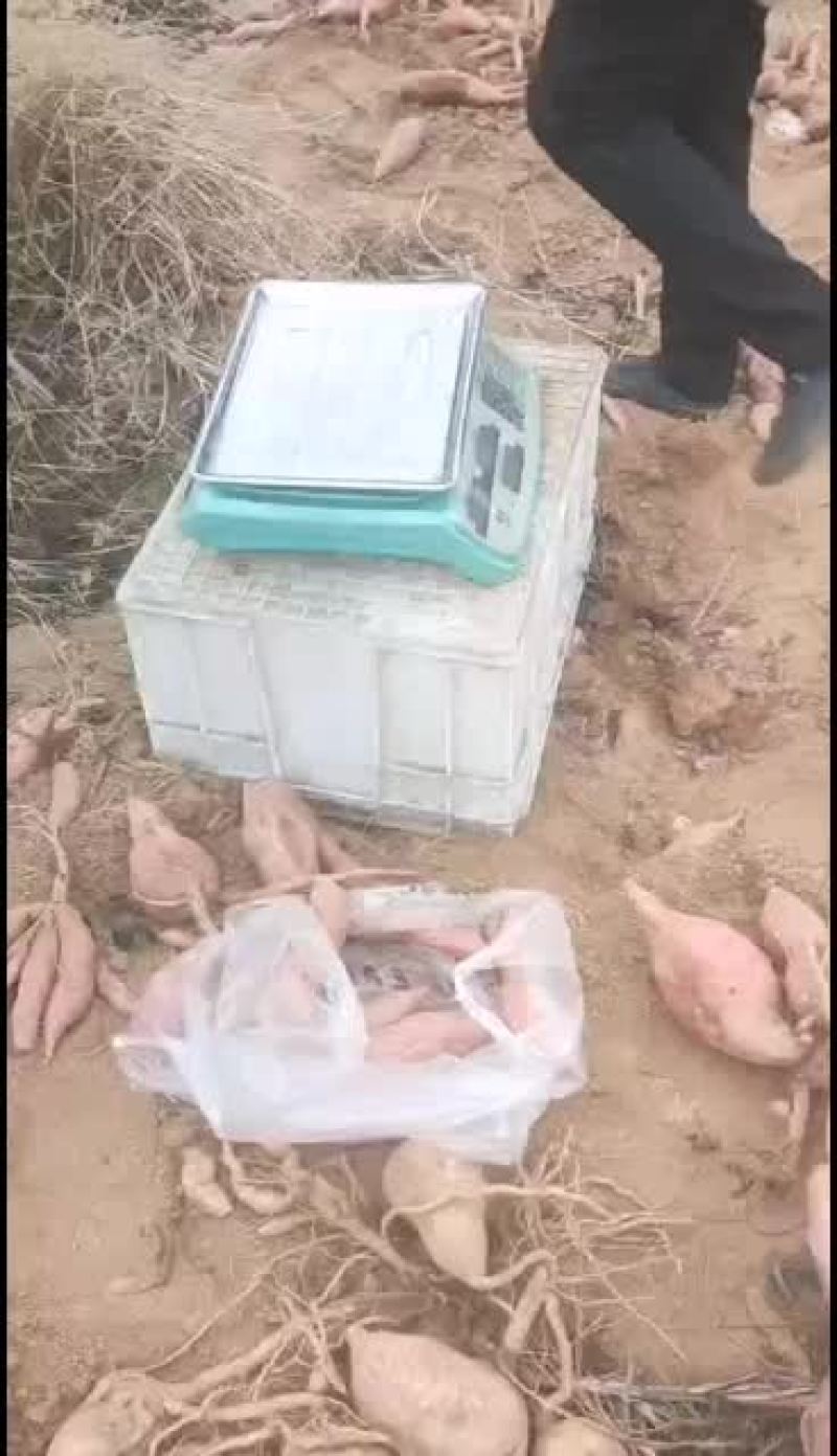 烟薯25出售现装现发