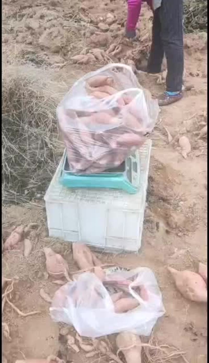 烟薯25出售现装现发