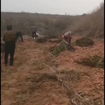 烟薯25出售现装现发