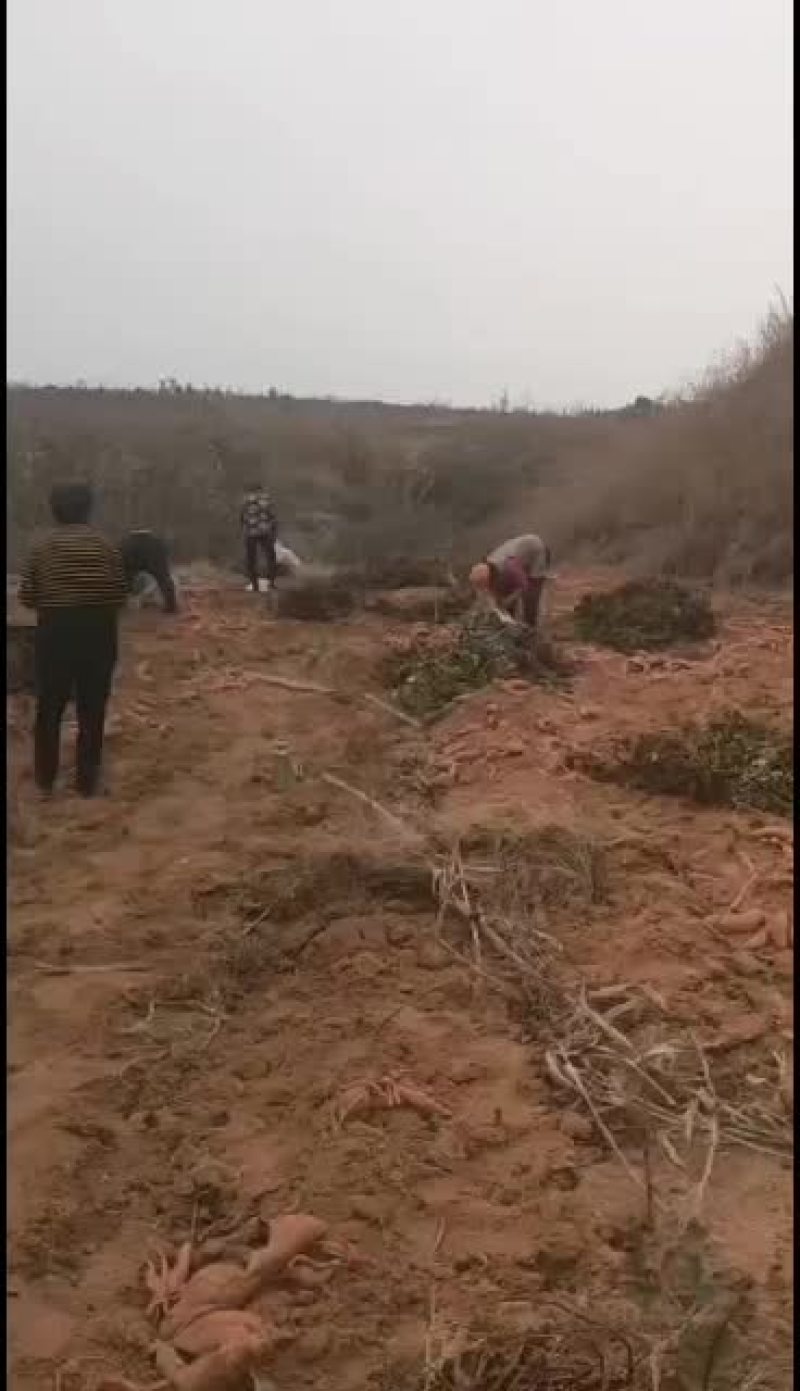 烟薯25出售现装现发