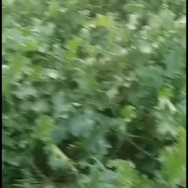 黄芯大白菜大量上市，想发财的老板抓紧时间定货吧！
