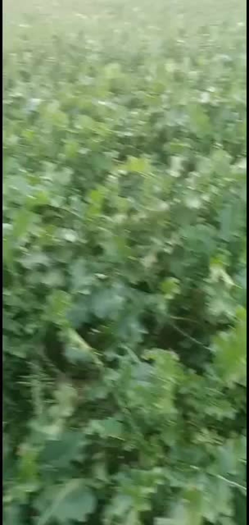 黄芯大白菜大量上市，想发财的老板抓紧时间定货吧！