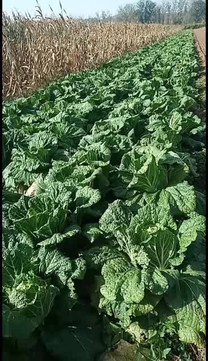 黄芯大白菜大量上市，想发财的老板抓紧时间定货吧！