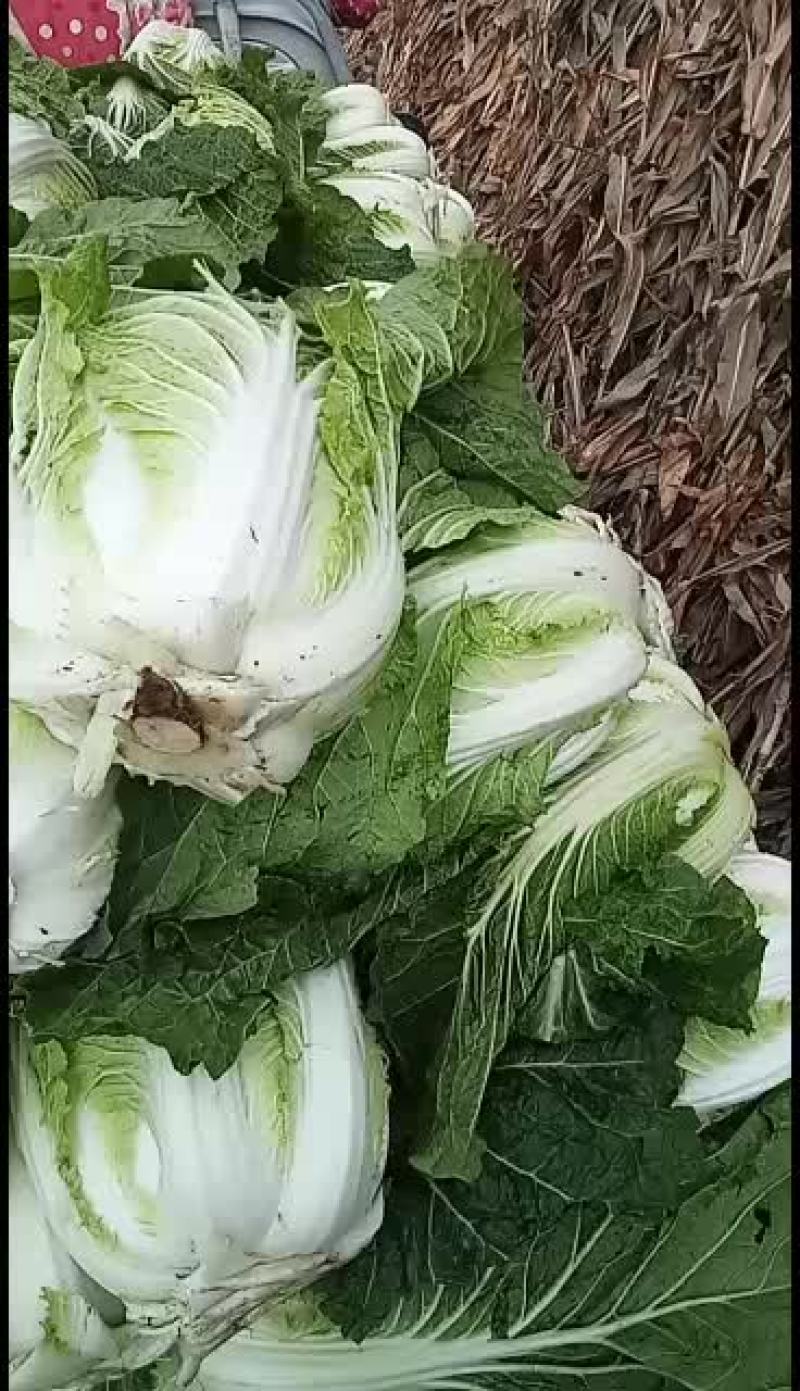 黄芯大白菜大量上市，想发财的老板抓紧时间定货吧！