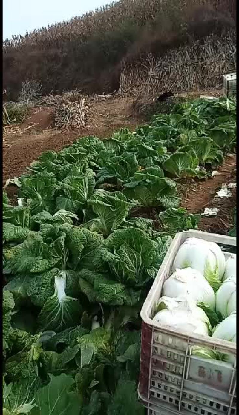 黄芯大白菜大量上市，想发财的老板抓紧时间定货吧！