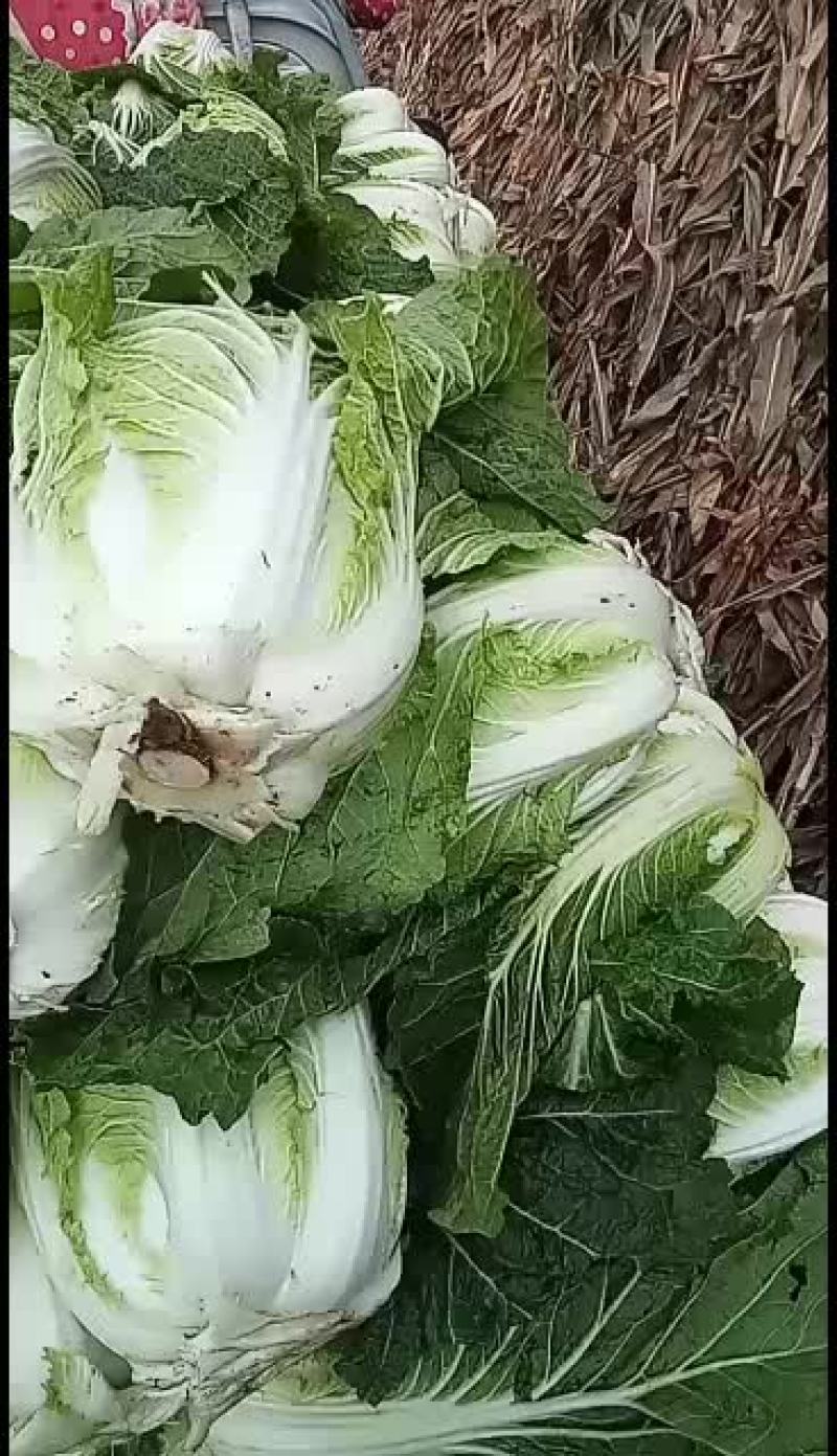 黄芯大白菜大量上市，想发财的老板抓紧时间定货吧！
