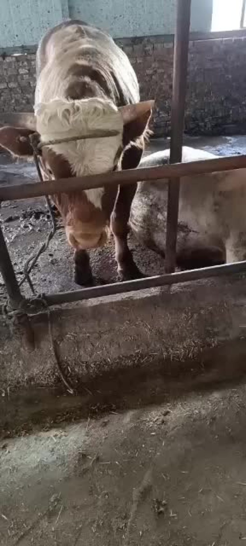 土牛，杂交牛品种牛都有，价格合理，有要的客户联系我