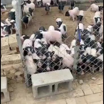 巴马香猪出售中要的联系