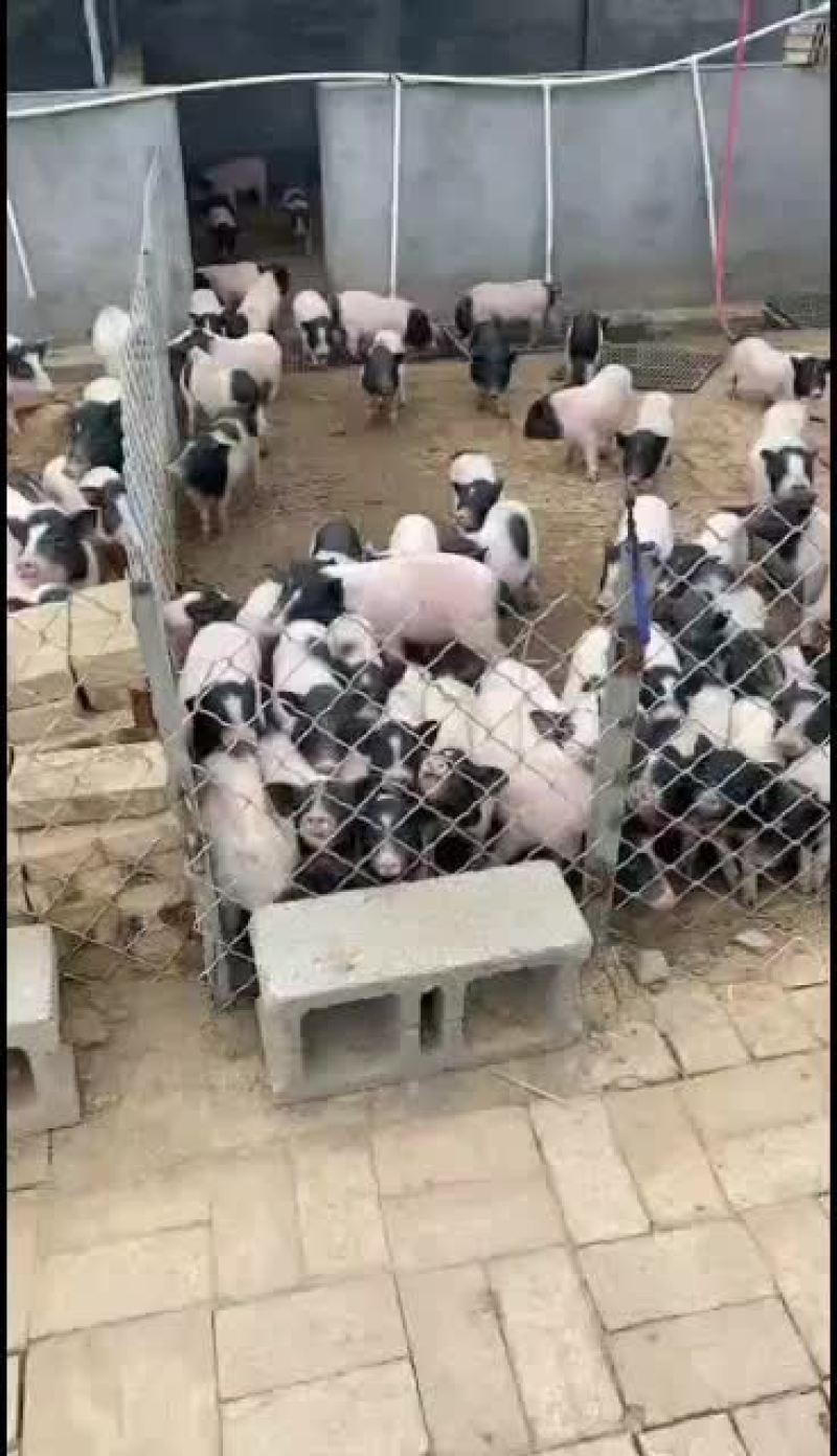 巴马香猪出售中要的联系