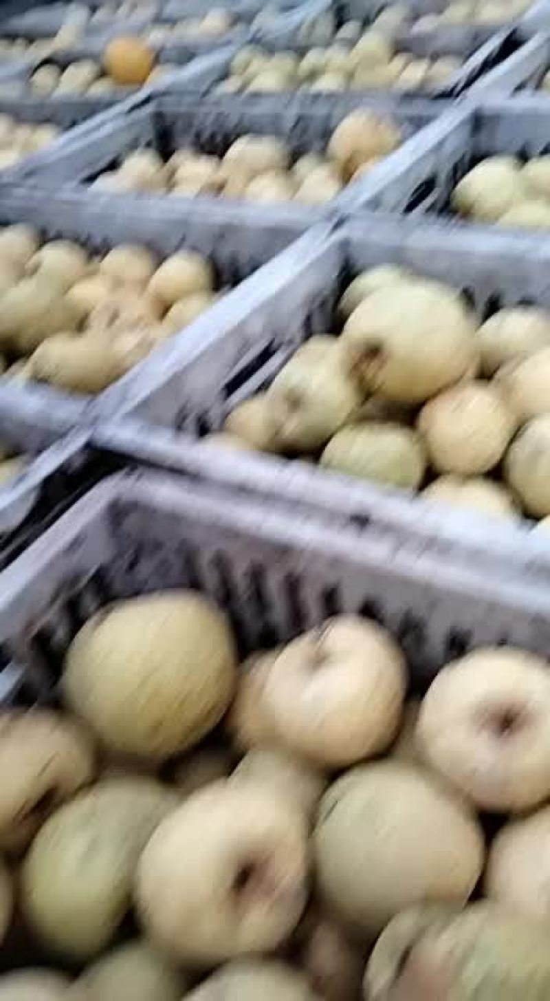 大量出售果铺梨和罐头梨冷库现货