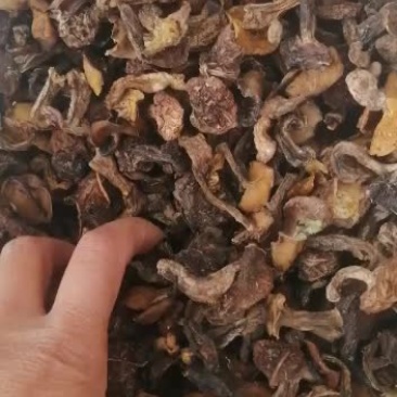 手选松蘑，中小块，需要的赶紧预订啦