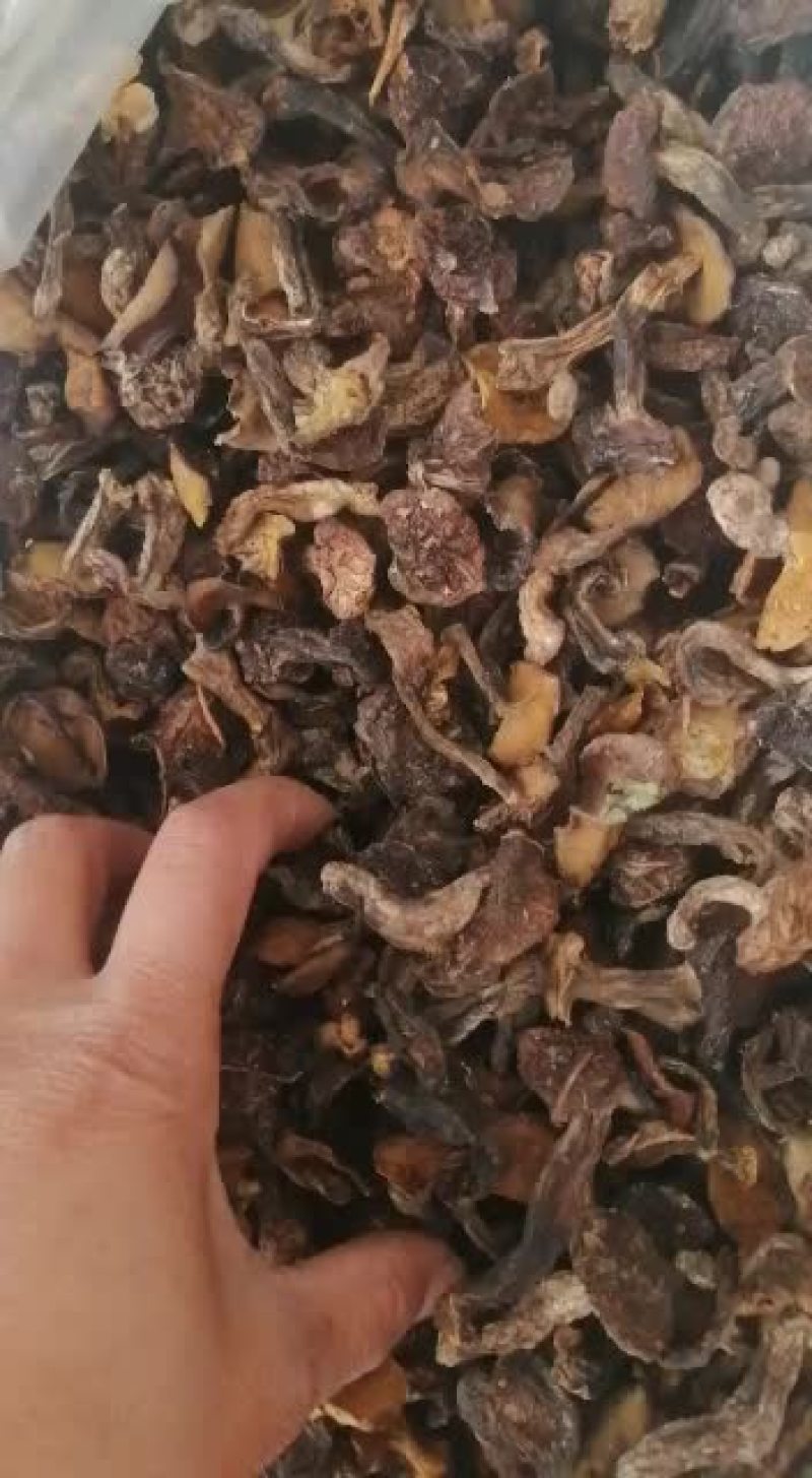 手选松蘑，中小块，需要的赶紧预订啦